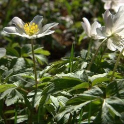 FuturePlanter Buschwindröschen (Anemone Nemorosa)