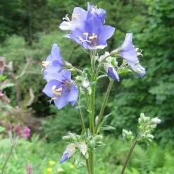 FuturePlanter Alle Pflanzen Im Shop Jakobsleiter (Polemonium Caeruleum) 13 FuturePlanter Alle Pflanzen Im Shop Jakobsleiter (Polemonium Caeruleum)