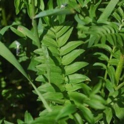 FuturePlanter Alle Pflanzen Im Shop Jakobsleiter (Polemonium Caeruleum) 15 FuturePlanter Alle Pflanzen Im Shop Jakobsleiter (Polemonium Caeruleum)