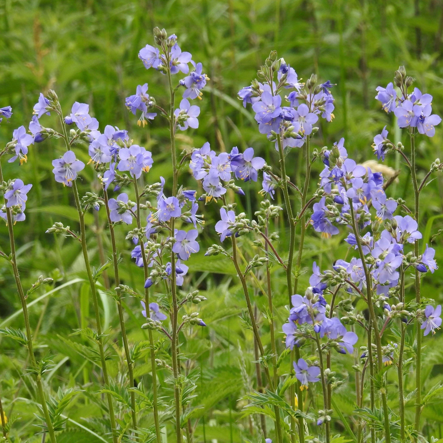 FuturePlanter Alle Pflanzen Im Shop Jakobsleiter (Polemonium Caeruleum) 5 FuturePlanter Alle Pflanzen Im Shop Jakobsleiter (Polemonium Caeruleum)