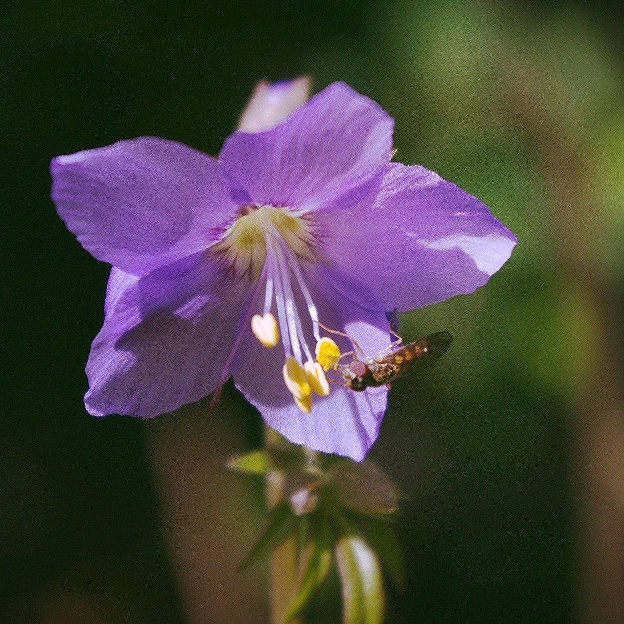 FuturePlanter Alle Pflanzen Im Shop Jakobsleiter (Polemonium Caeruleum) 1 FuturePlanter Alle Pflanzen Im Shop Jakobsleiter (Polemonium Caeruleum)