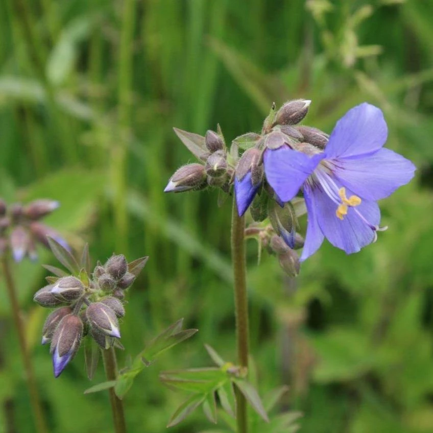 FuturePlanter Alle Pflanzen Im Shop Jakobsleiter (Polemonium Caeruleum) 4 FuturePlanter Alle Pflanzen Im Shop Jakobsleiter (Polemonium Caeruleum)