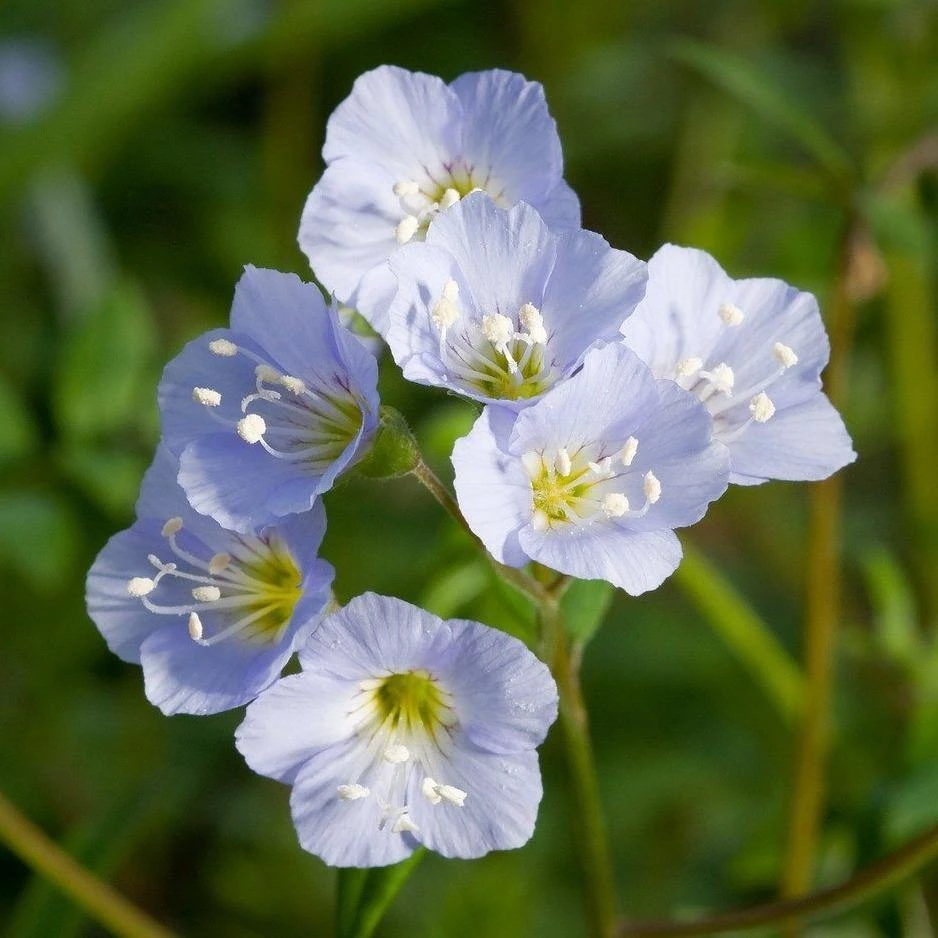FuturePlanter Alle Pflanzen Im Shop Jakobsleiter (Polemonium Caeruleum) 7 FuturePlanter Alle Pflanzen Im Shop Jakobsleiter (Polemonium Caeruleum)