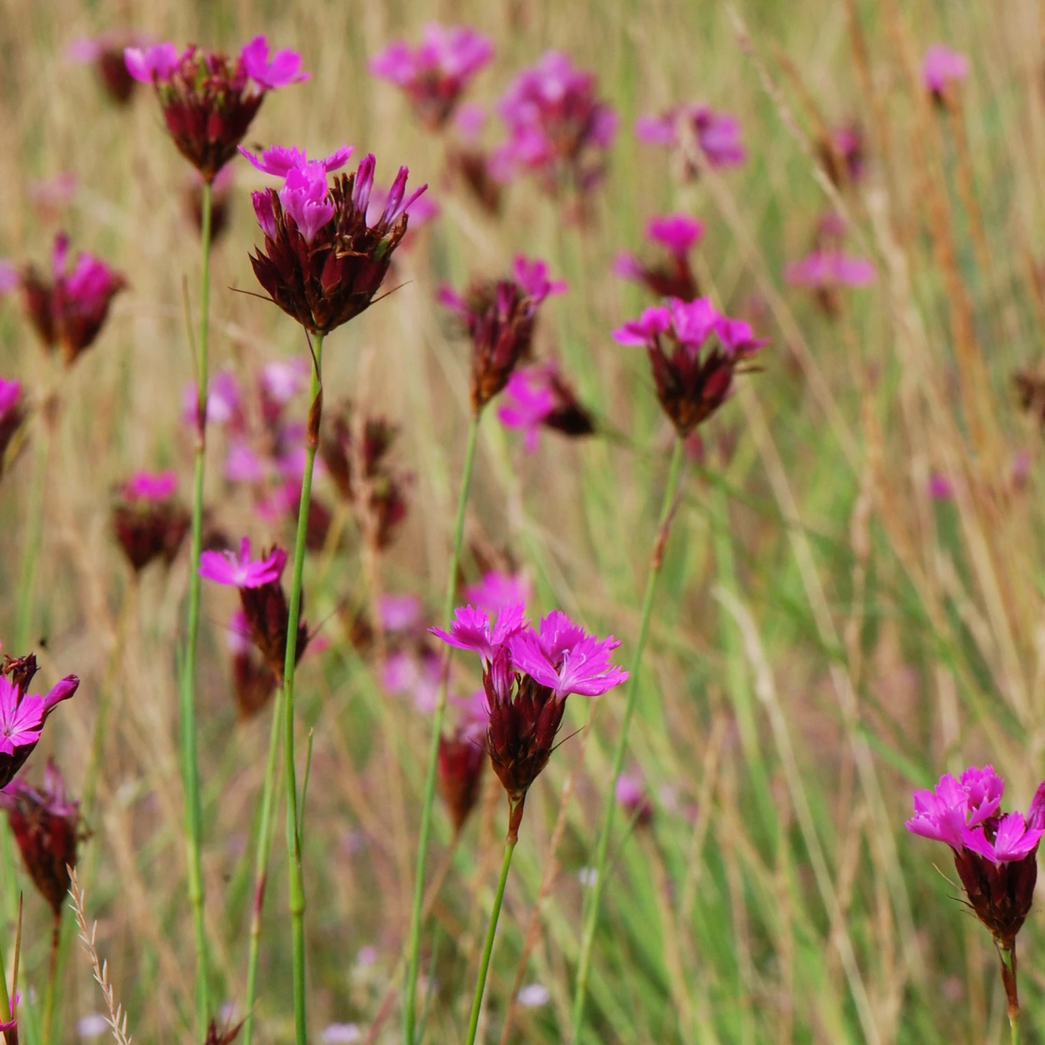 FuturePlanter Alle Pflanzen Im Shop Kartäuser-Nelke (Dianthus Carthusianorum) 3 FuturePlanter Alle Pflanzen Im Shop Kartäuser-Nelke (Dianthus Carthusianorum)