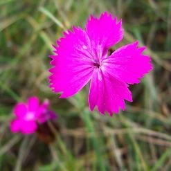 FuturePlanter Alle Pflanzen Im Shop Kartäuser-Nelke (Dianthus Carthusianorum) 15 FuturePlanter Alle Pflanzen Im Shop Kartäuser-Nelke (Dianthus Carthusianorum)