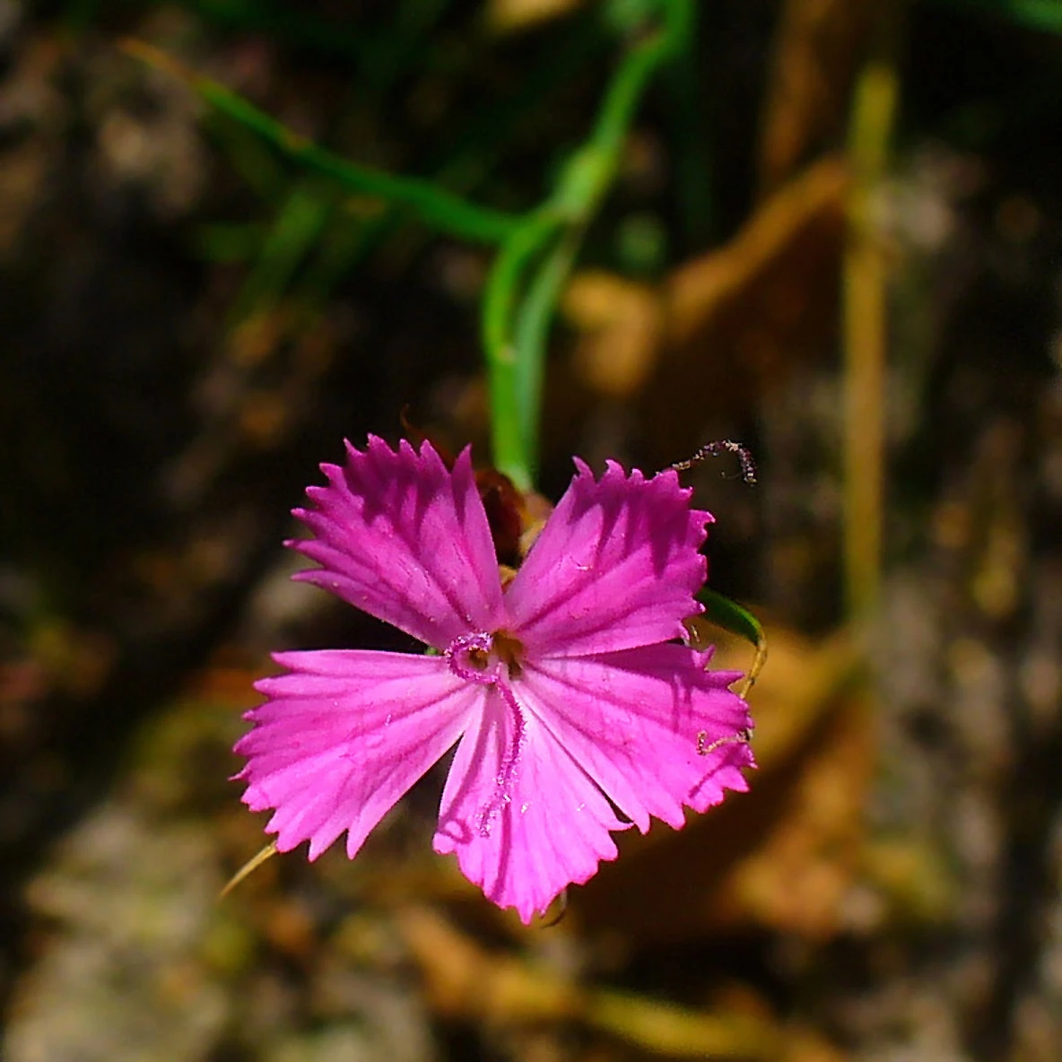 FuturePlanter Alle Pflanzen Im Shop Kartäuser-Nelke (Dianthus Carthusianorum) 5 FuturePlanter Alle Pflanzen Im Shop Kartäuser-Nelke (Dianthus Carthusianorum)