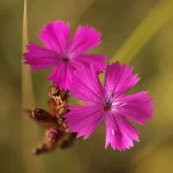 FuturePlanter Alle Pflanzen Im Shop Kartäuser-Nelke (Dianthus Carthusianorum)