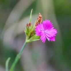 FuturePlanter Alle Pflanzen Im Shop Kartäuser-Nelke (Dianthus Carthusianorum) 14 FuturePlanter Alle Pflanzen Im Shop Kartäuser-Nelke (Dianthus Carthusianorum)