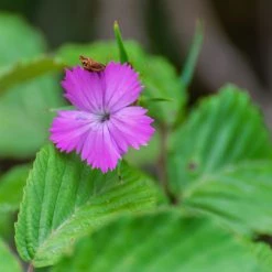 FuturePlanter Alle Pflanzen Im Shop Kartäuser-Nelke (Dianthus Carthusianorum) 11 FuturePlanter Alle Pflanzen Im Shop Kartäuser-Nelke (Dianthus Carthusianorum)