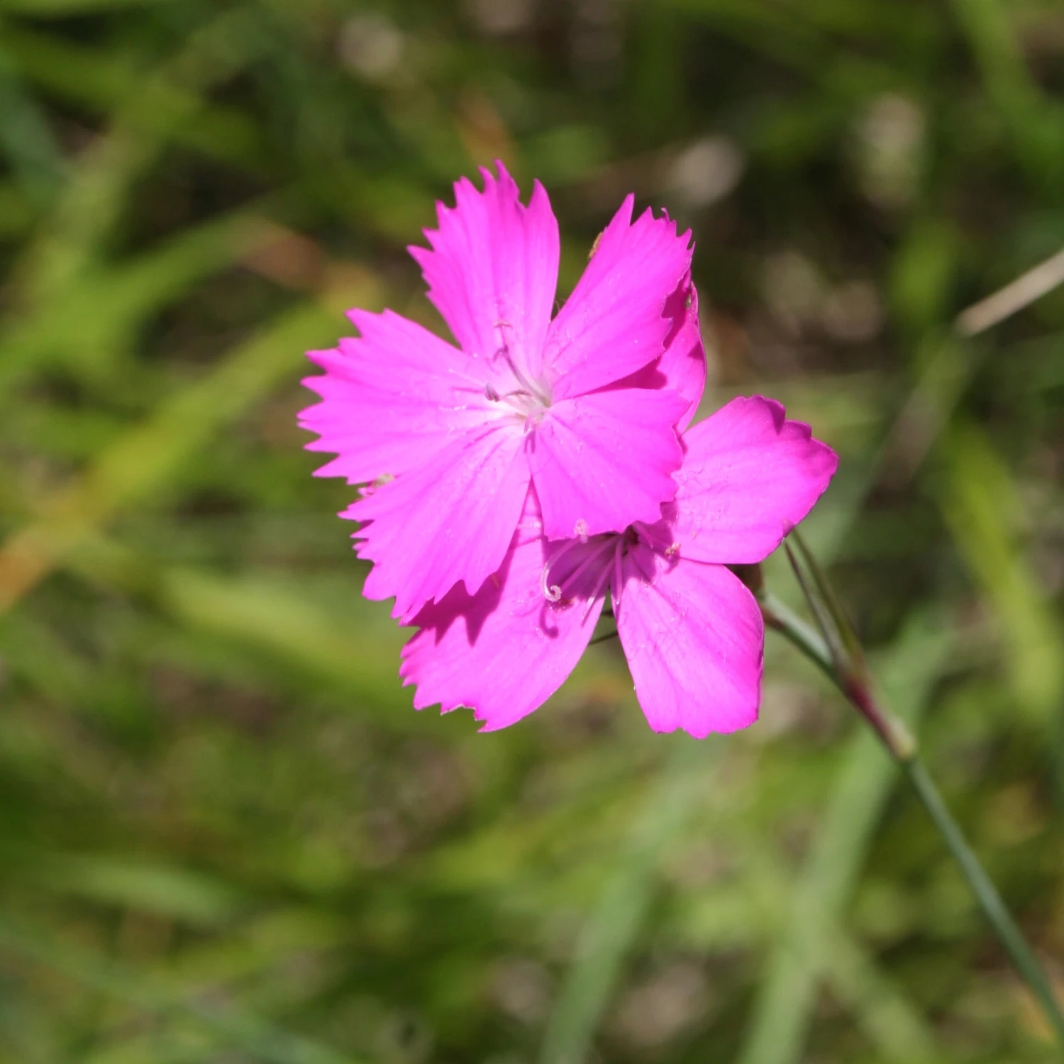 FuturePlanter Alle Pflanzen Im Shop Kartäuser-Nelke (Dianthus Carthusianorum) 6 FuturePlanter Alle Pflanzen Im Shop Kartäuser-Nelke (Dianthus Carthusianorum)