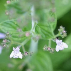 FuturePlanter Kleinblütige Bergminze (Calamintha Nepeta) Alle Pflanzen Im Shop