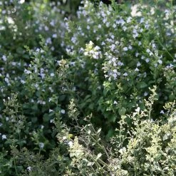FuturePlanter Kleinblütige Bergminze (Calamintha Nepeta) Alle Pflanzen Im Shop