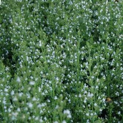 FuturePlanter Kleinblütige Bergminze (Calamintha Nepeta) Alle Pflanzen Im Shop