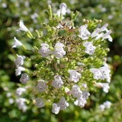 FuturePlanter Kleinblütige Bergminze (Calamintha Nepeta) Alle Pflanzen Im Shop