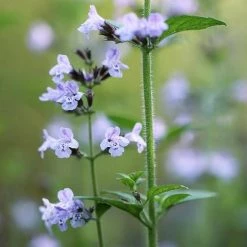FuturePlanter Kleinblütige Bergminze (Calamintha Nepeta) Alle Pflanzen Im Shop