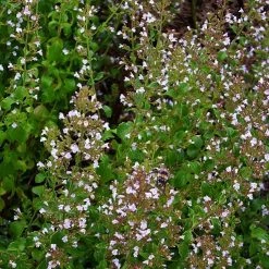 FuturePlanter Kleinblütige Bergminze (Calamintha Nepeta) Alle Pflanzen Im Shop