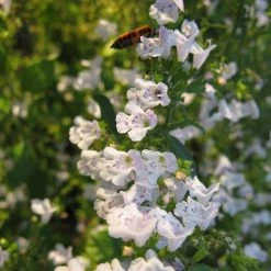 FuturePlanter Kleinblütige Bergminze (Calamintha Nepeta) Alle Pflanzen Im Shop