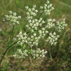 FuturePlanter Kleine Bibernelle (Pimpinella Saxifraga)