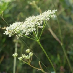 FuturePlanter Kleine Bibernelle (Pimpinella Saxifraga)