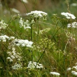 FuturePlanter Kleine Bibernelle (Pimpinella Saxifraga)
