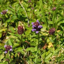 FuturePlanter Kleine Braunelle (Prunella Vulgaris)