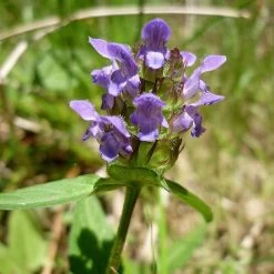 FuturePlanter Kleine Braunelle (Prunella Vulgaris)