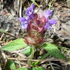 FuturePlanter Kleine Braunelle (Prunella Vulgaris)