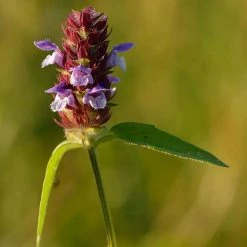 FuturePlanter Kleine Braunelle (Prunella Vulgaris)