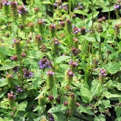 FuturePlanter Kleine Braunelle (Prunella Vulgaris)