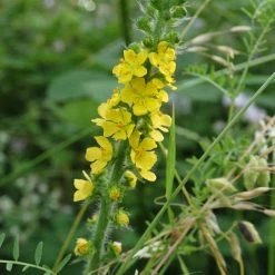 FuturePlanter Grosser Odermennig (Agrimonia Procera)