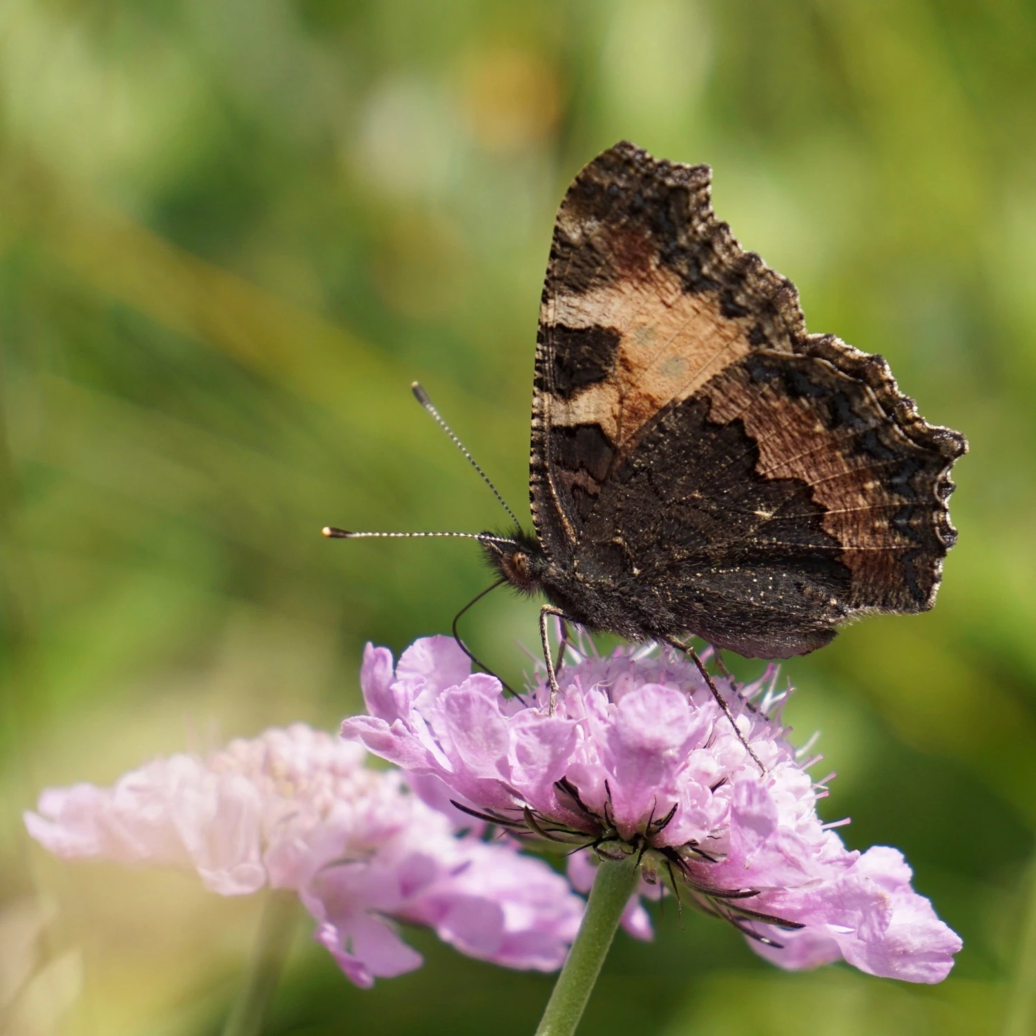 FuturePlanter Tauben-Skabiose (Scabiosa Columbaria) Alle Pflanzen Im Shop 1 FuturePlanter Tauben-Skabiose (Scabiosa Columbaria) Alle Pflanzen Im Shop