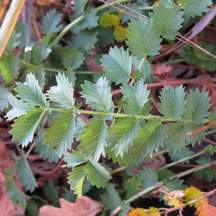 FuturePlanter Alle Pflanzen Im Shop Kleiner Wiesenknopf (Sanguisorba Minor) 5 FuturePlanter Alle Pflanzen Im Shop Kleiner Wiesenknopf (Sanguisorba Minor)