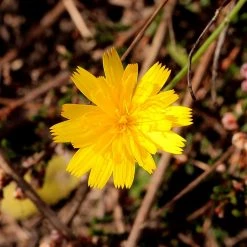FuturePlanter Kleines Habichtskraut (Hieracium Pilosella) Alle Pflanzen Im Shop