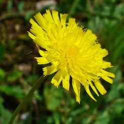 FuturePlanter Kleines Habichtskraut (Hieracium Pilosella) Alle Pflanzen Im Shop