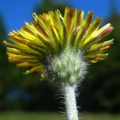 FuturePlanter Kleines Habichtskraut (Hieracium Pilosella) Alle Pflanzen Im Shop