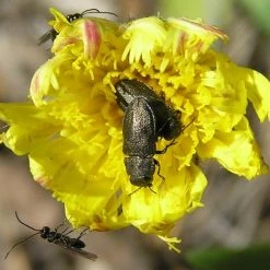 FuturePlanter Kleines Habichtskraut (Hieracium Pilosella) Alle Pflanzen Im Shop