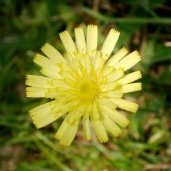 FuturePlanter Kleines Habichtskraut (Hieracium Pilosella) Alle Pflanzen Im Shop
