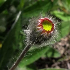 FuturePlanter Kleines Habichtskraut (Hieracium Pilosella) Alle Pflanzen Im Shop