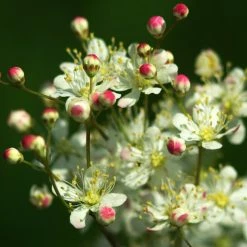 FuturePlanter Alle Pflanzen Im Shop Kleines Mädesüss (Filipendula Vulgaris)