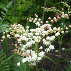 FuturePlanter Alle Pflanzen Im Shop Kleines Mädesüss (Filipendula Vulgaris)