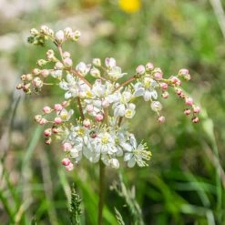 FuturePlanter Alle Pflanzen Im Shop Kleines Mädesüss (Filipendula Vulgaris)