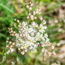 FuturePlanter Alle Pflanzen Im Shop Kleines Mädesüss (Filipendula Vulgaris)