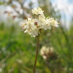 FuturePlanter Alle Pflanzen Im Shop Kleines Mädesüss (Filipendula Vulgaris)