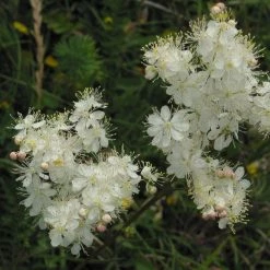 FuturePlanter Alle Pflanzen Im Shop Kleines Mädesüss (Filipendula Vulgaris)