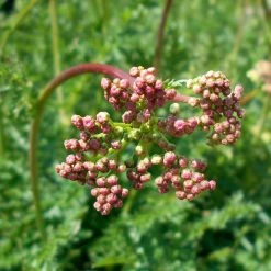 FuturePlanter Alle Pflanzen Im Shop Kleines Mädesüss (Filipendula Vulgaris)