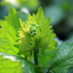 FuturePlanter Knoblauchsrauke (Alliaria Petiolata)