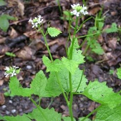 FuturePlanter Knoblauchsrauke (Alliaria Petiolata)