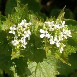 FuturePlanter Knoblauchsrauke (Alliaria Petiolata)