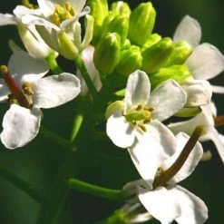 FuturePlanter Knoblauchsrauke (Alliaria Petiolata)