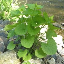 FuturePlanter Knoblauchsrauke (Alliaria Petiolata)